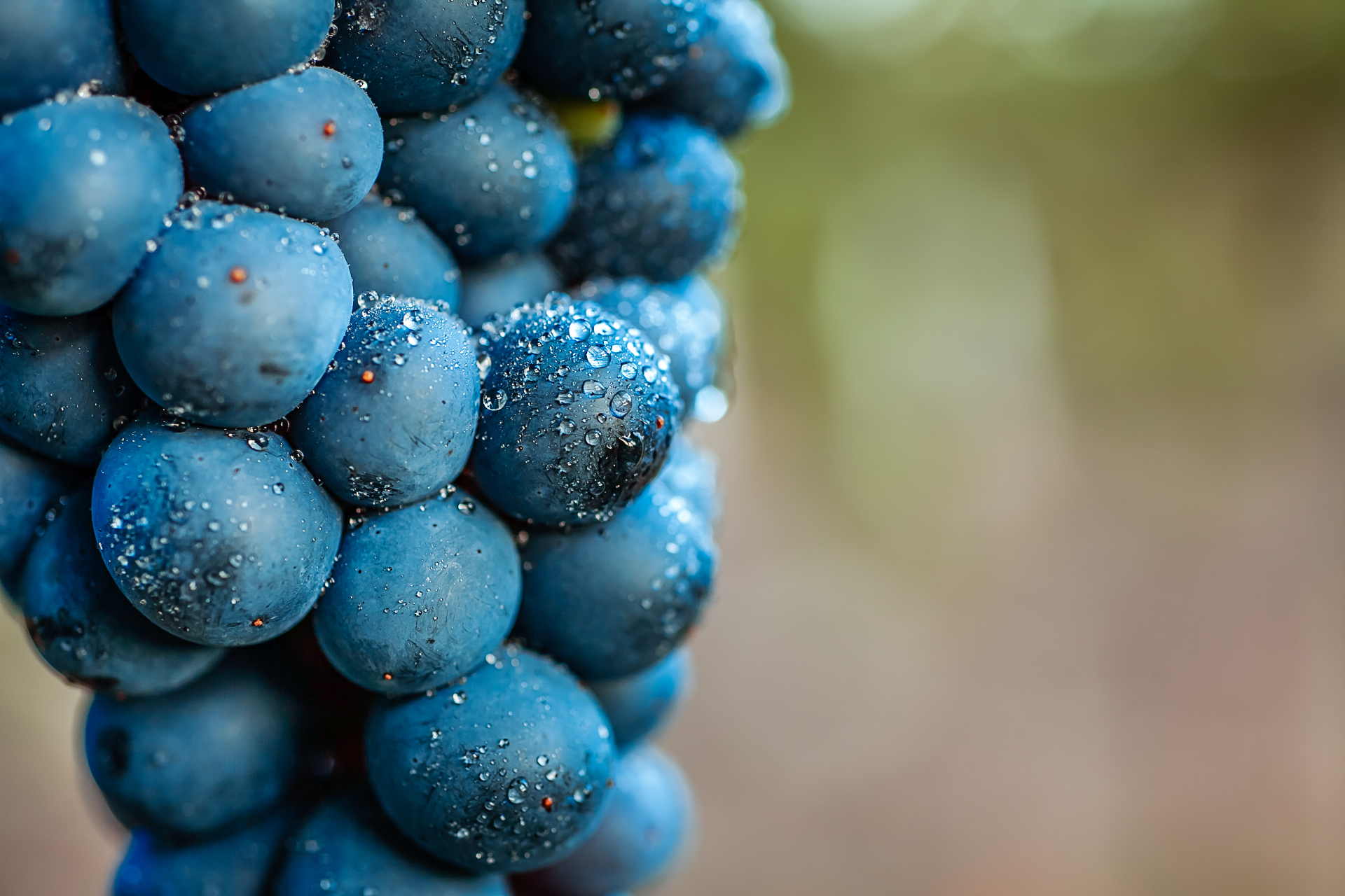 Sourcing Grapes and Bulk Wine